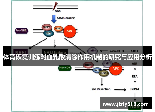 体育恢复训练对血乳酸清除作用机制的研究与应用分析